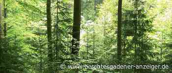 Waldumbau ist vielerorts in der Region »dringend notwendig« - Berchtesgadener Anzeiger