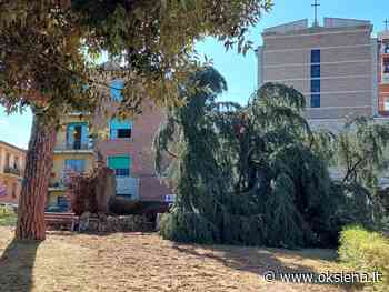 FORTE TEMPORALE A SIENA, CADE IL SECOLARE ABETE DELL'ALBERINO - oksiena.it