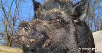 Wildschwein holt Detmolder vom Krad | Lokale Nachrichten aus Detmold - Lippische Landes-Zeitung