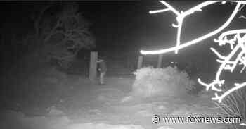 Las Vegas police search for suspect after multiple horses shot dead 'at close range' over several months - Fox News