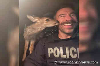 Northern BC RCMP seize fawn during early morning traffic stop – Saanich News - Saanich News
