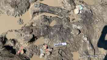 Researchers unearth more dinosaur fossil finds near Grande Prairie, Alta.