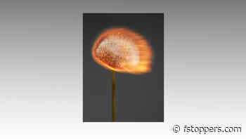 An Exploding World: Rankin’s New Book Highlights Creativity as a Tool for Mental Well-being