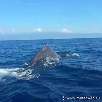 Due capodogli avvistati nello Stretto di Messina | VIDEO - MeteoWeb