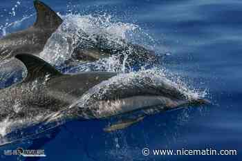 Les îles Féroé limitent leur quota de chasse à 500 dauphins par an