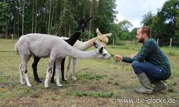 Alpakafarm: „An vorderster Stelle steht immer das Tierwohl“ - Die Glocke