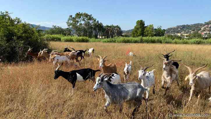Les chèvres, ces armes de débroussaillement massif pour lutter contre les incendies