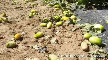 Siccità, agricoltura padovana in ginocchio: «Persi già cento milioni di euro» - Il Mattino di Padova