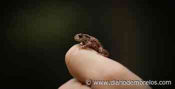 Se devela el "misterio" de los cantos nocturnos en Cuernavaca. Te decimos de qué se trata - Diario de Morelos