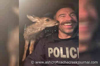 Northern BC RCMP seize fawn during early morning traffic stop – Ashcroft Cache Creek Journal - Ashcroft Cache Creek Journal