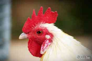 Nieuwe uitbraak van hoogpathogene vogelgriep in Meulebeke | VILT vzw - Vilt