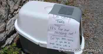 Lost Cat with Medical Needs Has Renfrew Owner Worried - renfrewtoday.ca