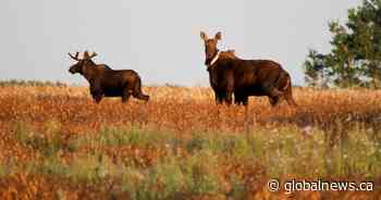 Saskatchewan experts say wildlife entering city limits isn’t uncommon - Global News