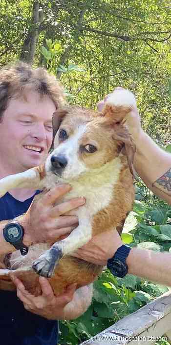 Dog rescued from drain pipe in Nanaimo - Victoria - Times Colonist