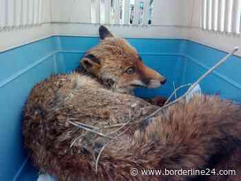 Bari, storia di una volpe soccorsa ma che nessuno “può” salvare - Borderline24.com
