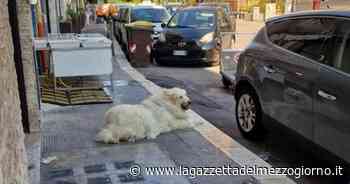 Bari, San Girolamo piange la morte di Henry, cane di quartiere - La Gazzetta del Mezzogiorno