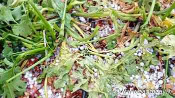 Grandine e forte vento nel Barese, il maltempo distrugge coltivazioni e raccolti - BariToday