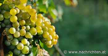 10 Weine aus dem Weinviertel - OÖNachrichten