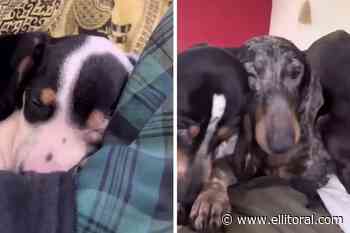 Video: así se encuentran los 97 perros salchichas rescatados en Buenos Aires - El Litoral