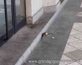 Agrigento, topi e blatte in giro per la città: i cittadini denunciano - Grandangolo Agrigento