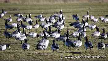 Tiere - Kiel - Schleswig-Holstein nimmt Gänsebestände verstärkt ins Visier - Wissen - Süddeutsche Zeitung - SZ.de