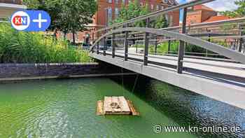 Warum es in Kiel im Holstenfeet ein Floß für Wasservögel gibt - Kieler Nachrichten