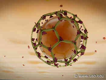 Fluorescence microscopy shows how living cells form vesicles to transport cargo like growth factors - University of Alabama at Birmingham