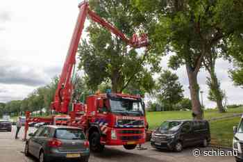 Kat met hulp van de brandweer na 4 dagen uit de boom Van Marumstraat - SCHIE