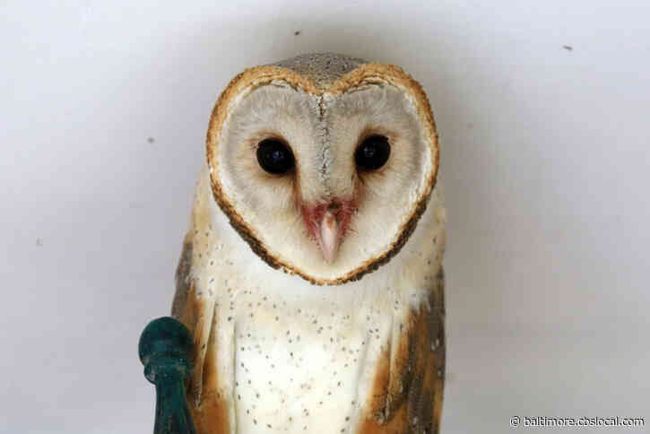 With New Permit, Johns Hopkins Can Keep Up Barn Owl Research