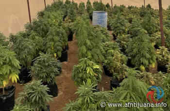 Encuentran más de mil plantas de marihuana en Ensenada - AGENCIA FRONTERIZA DE NOTICIAS