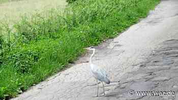 Graureiher begegnet Leser aus Witten auf der Muttentalstraße - WAZ News