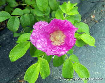 Maine Gardener: The state finalizes its list of invasive plants that can no longer be sold in Maine - Press Herald