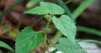 Master Gardener: Tips on getting rid of pesky mulberry weed - Tulsa World