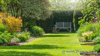 I’m a master gardener – how to grow a thick, green lawn without spending a fortune... - The Sun