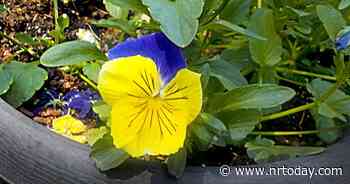 Ask a Master Gardener: Pansies | Home And Garden | nrtoday.com - NRToday.com