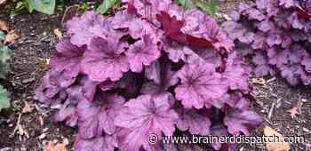 Ask the Master Gardener: Coral bells can grow in Minnesota, but they do need protection to start - Brainerd Dispatch