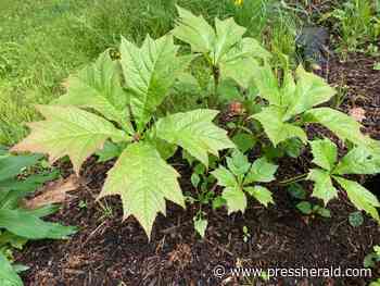 Maine Gardener: In ornamental gardens, sometimes bigger leaves are better - Press Herald