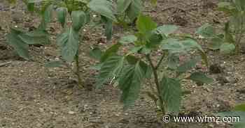 Head gardener, garden continue to grow together at Stirling Guest Hotel - 69News WFMZ-TV
