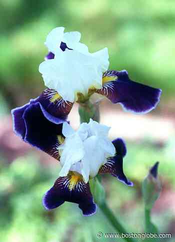 Ask the Gardener: Tips to make your irises thrive - The Boston Globe
