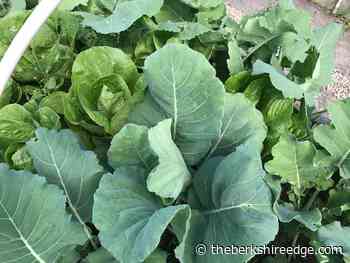 GARDENER'S CHECKLIST: Week of June 16, 2022 - theberkshireedge.com