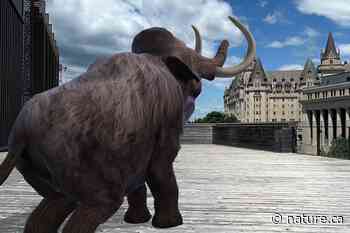 Mammoths and other ice-age animals in new AR app - Musée canadien de la nature
