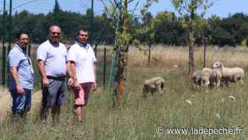 Montech. Au lycée O.-de-Gouges, des brebis pour la tonte - LaDepeche.fr