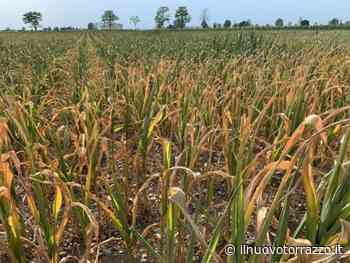 Siccità, incontro in Prefettura. Coldiretti Cremona: “Salvare i raccolti, la priorità” - Il Nuovo Torrazzo