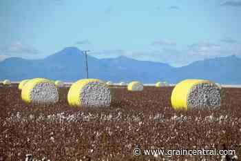 Milton Downs East comes to market - Grain Central