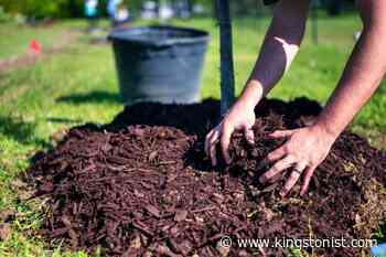 City offers trees at reduced prices for Kingston property owners - Kingstonist