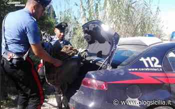 Deposito della droga in un pollaio, sequestro di 4 kg di erba, un arresto - BlogSicilia.it