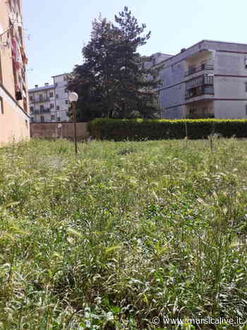 Incuria, erba alta e insetti: nelle palazzine popolari di via Togliatti non si può vivere - MarsicaLive