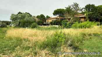 Abbandono ed erba alta nel percorso turistico, Ancisi: "Intervenire con urgenza sulla Pineta Miserocchi" - RavennaToday