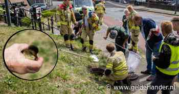 Brandweer ingezet om veertien jonge eendjes uit put te halen in Velp - De Gelderlander