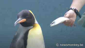Pinguïns in Japanse zoo krijgen door besparingen goedkopere vis, maar halen er hun neus voor op - newsmonkey